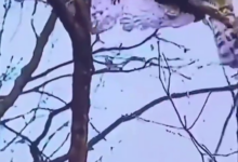 鹰的凶猛，有点惊人-the course of Western Civilization