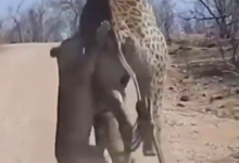 残忍-the course of Western Civilization